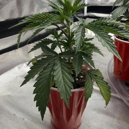 The Don Mega F1 v2 - Solfire