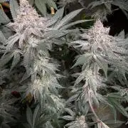 Solfire Variety, Fall/Winter 2025