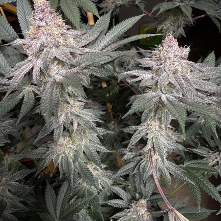 Solfire Variety, Fall/Winter 2025