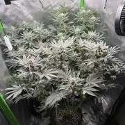 Solfire x Exotic - Variety, Fall 2025