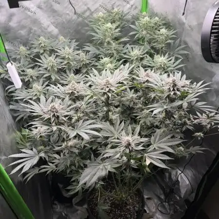 Solfire x Exotic - Variety, Fall 2025