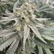 Sour Situation - Solfire