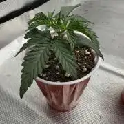 The Don Mega F1 v2 - Solfire