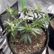 Sour Situation - Solfire