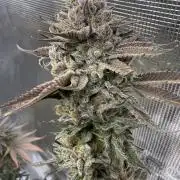 Sour Situation - Solfire