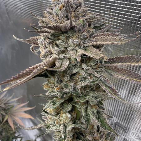 Sour Situation - Solfire