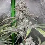 Solfire - Eucalypto and Don Lemon