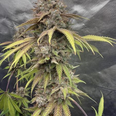 Solfire - Eucalypto and Don Lemon