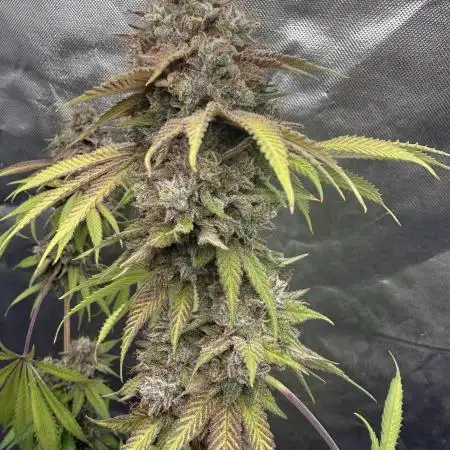 Solfire - Eucalypto and Don Lemon