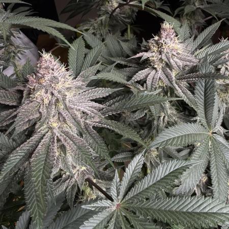 Solfire Variety, Fall/Winter 2025