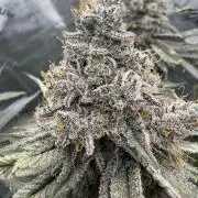 Solfire Variety, Fall/Winter 2025-6