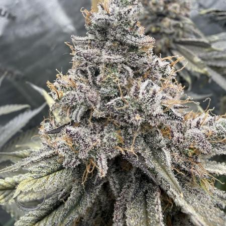 Solfire Variety, Fall/Winter 2025-6