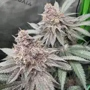 Solfire Variety, Fall/Winter 2025-6