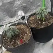 Sour Situation - Solfire