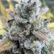 Sour Situation - Solfire