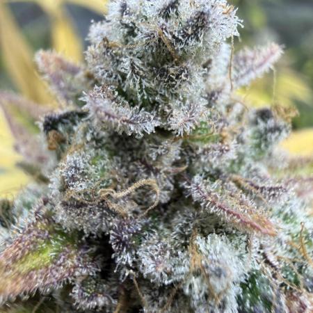 Sour Situation - Solfire