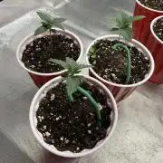 Sour Situation - Solfire