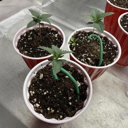 Sour Situation - Solfire