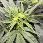 Solfire x Exotic - Variety, Fall 2025