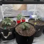 Solfire x Exotic - Variety, Fall 2025