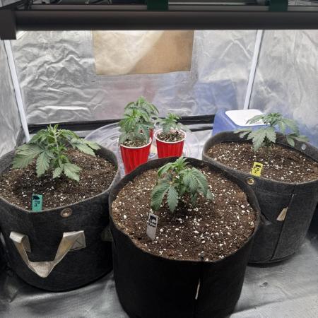 Solfire x Exotic - Variety, Fall 2025