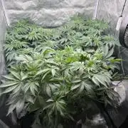 Solfire x Exotic - Variety, Fall 2025