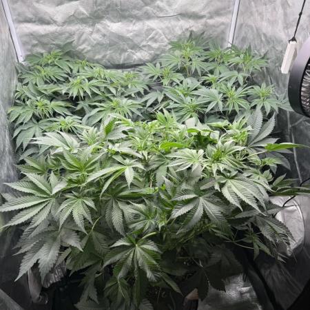 Solfire x Exotic - Variety, Fall 2025