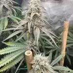 Solfire - Eucalypto and Don Lemon