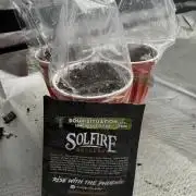 Sour Situation - Solfire
