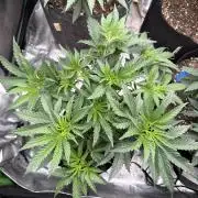 The Don Mega F1 v2 - Solfire