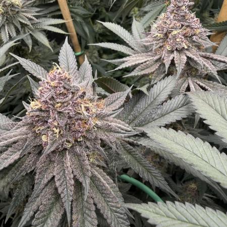 Solfire Variety, Fall/Winter 2025-6