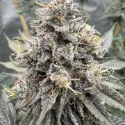 Solfire Variety, Fall/Winter 2025-6