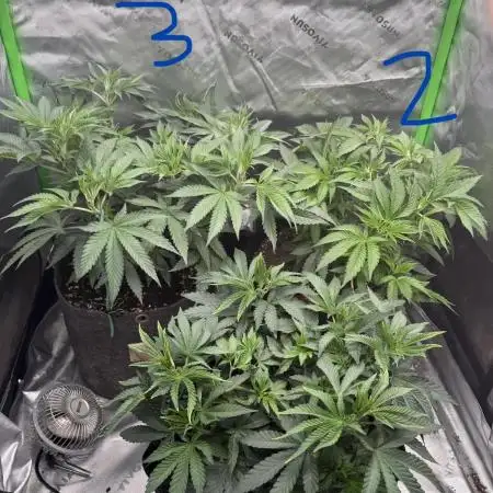 Sour Situation - Solfire