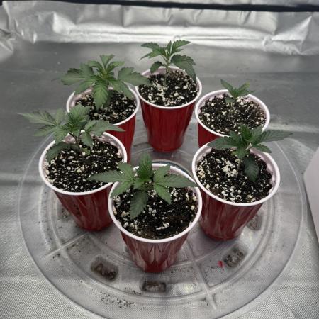 Solfire x Exotic - Variety, Fall 2025