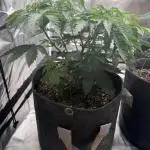 Solfire x Exotic - Variety, Fall 2025