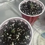 Solfire x Exotic - Variety, Fall 2025