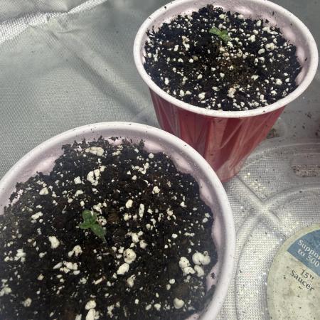 Solfire x Exotic - Variety, Fall 2025