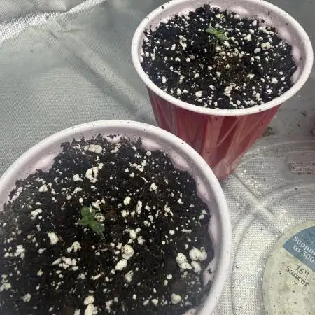 Solfire x Exotic - Variety, Fall 2025