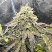 Solfire Variety, Fall/Winter 2025-6