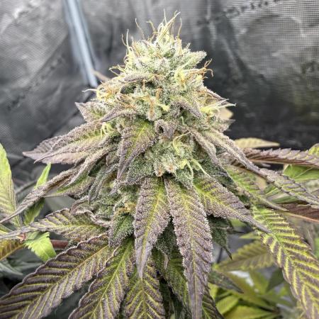 Solfire Variety, Fall/Winter 2025-6