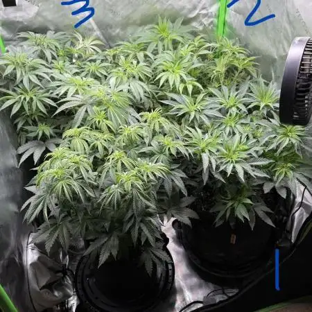 Sour Situation - Solfire