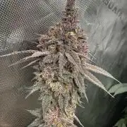 Solfire Variety, Fall/Winter 2025-6