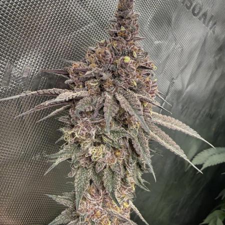 Solfire Variety, Fall/Winter 2025-6