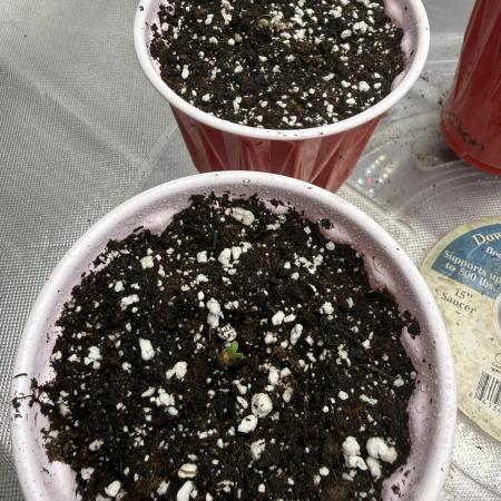 Solfire x Exotic - Variety, Fall 2025