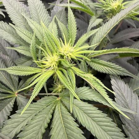 Solfire x Exotic - Variety, Fall 2025