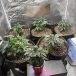 Solfire x Exotic - Variety, Fall 2025