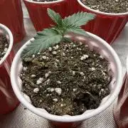 The Don Mega F1 v2 - Solfire