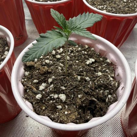 The Don Mega F1 v2 - Solfire