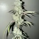 Solfire - Eucalypto and Don Lemon