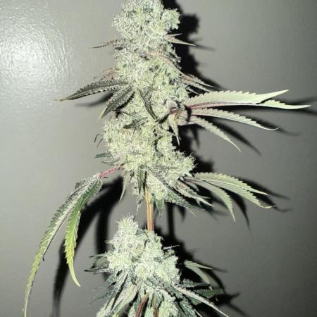 Solfire - Eucalypto and Don Lemon